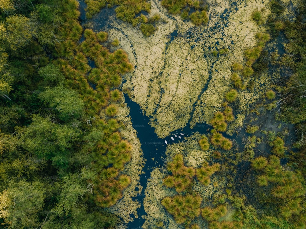 an aerial view of a river running through a forest