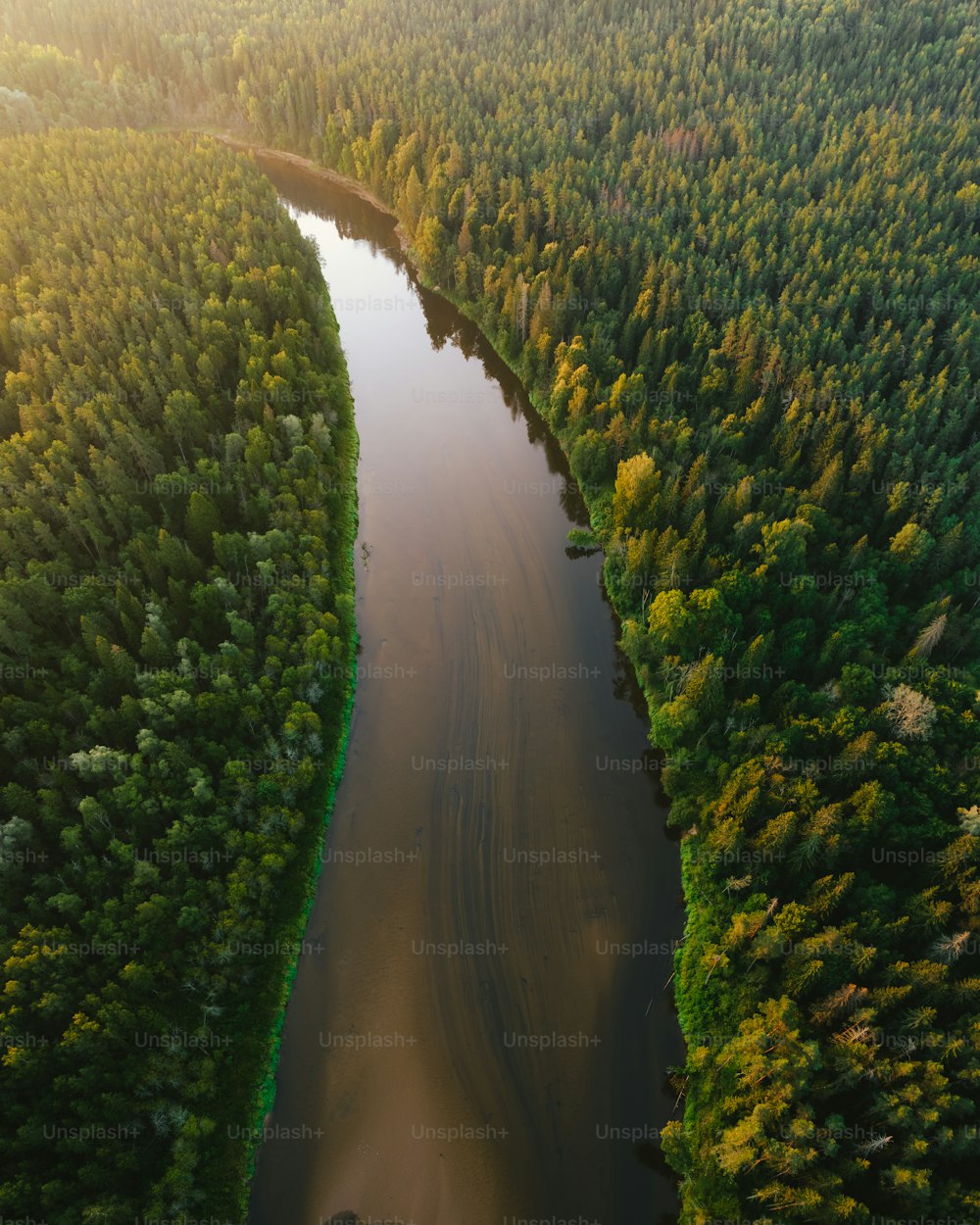 a river running through a lush green forest