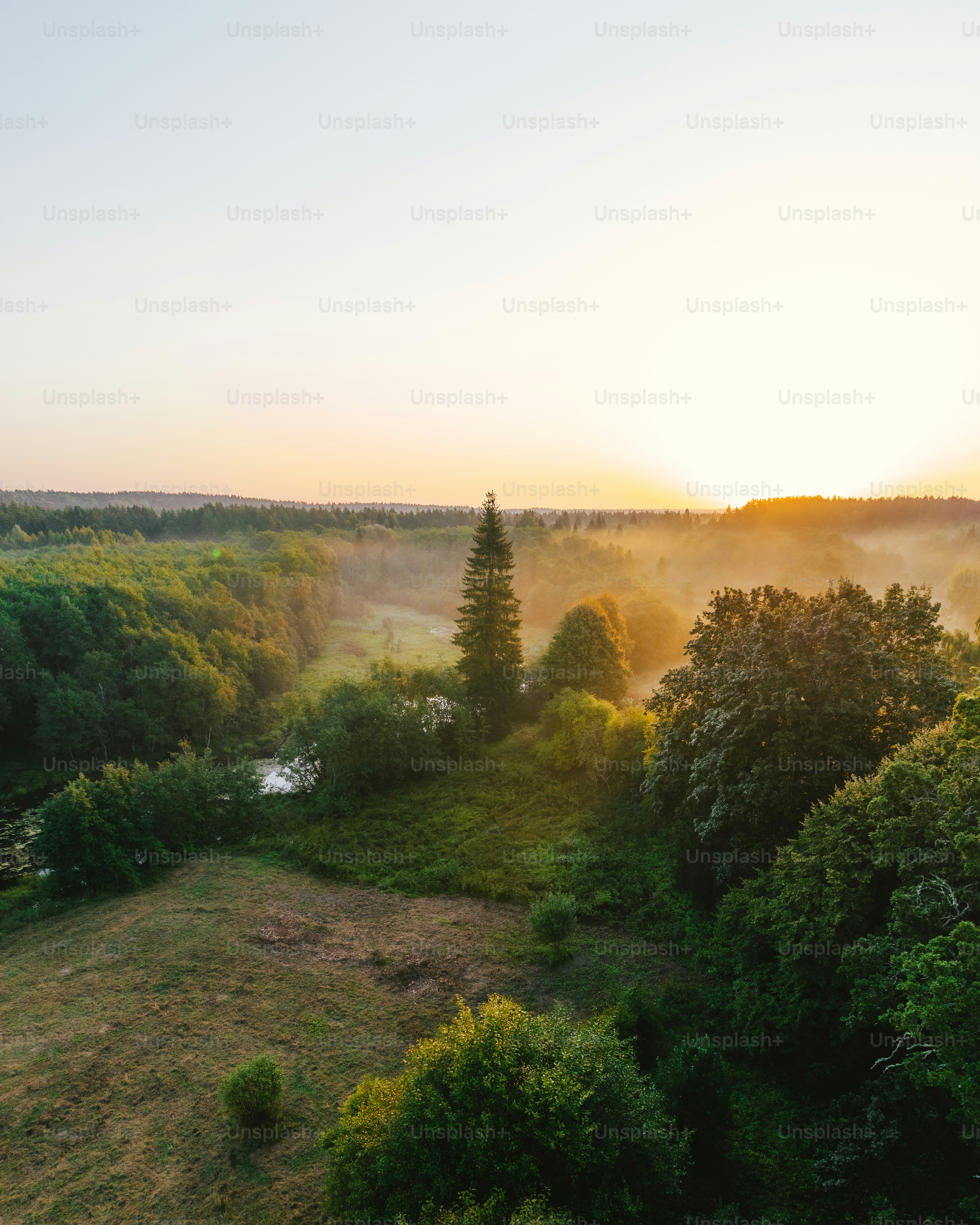 Ein Feld mit Bäumen und Nebel in der Ferne
