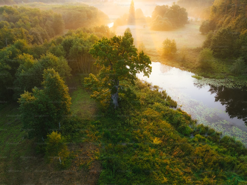 a river running through a lush green forest