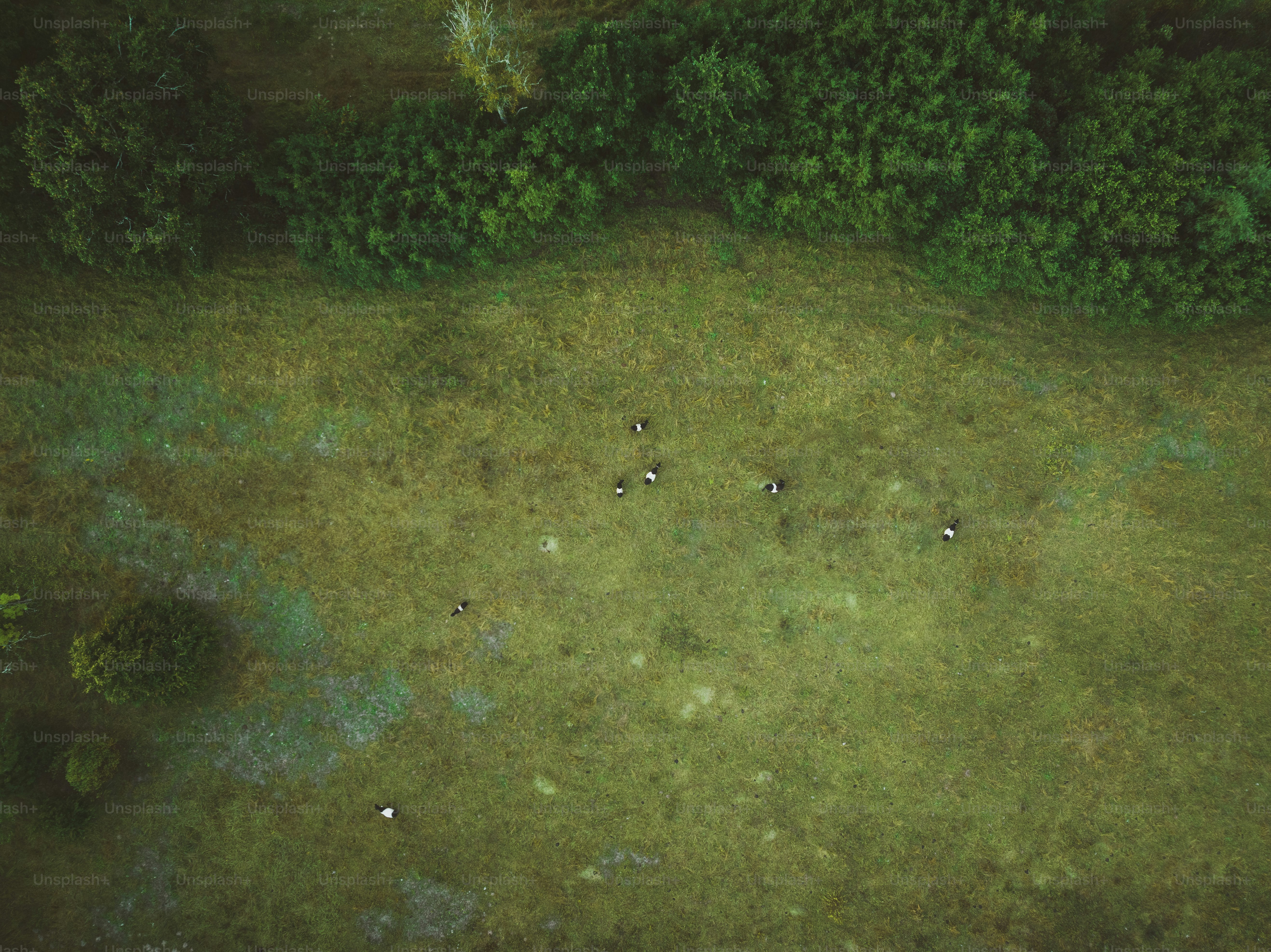 um grupo de animais em um campo com árvores ao fundo