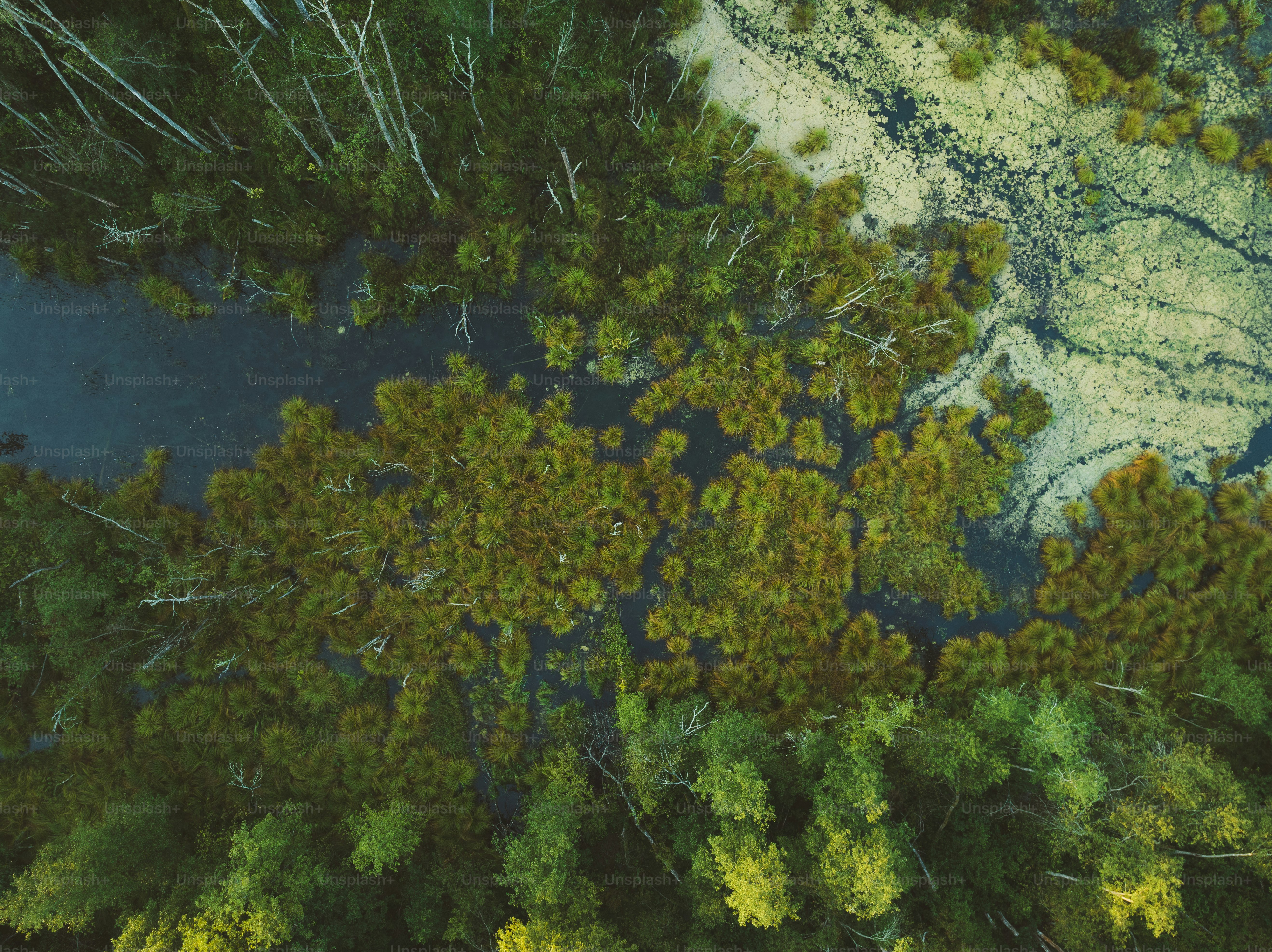 uma vista aérea de uma floresta com muitas árvores