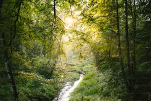 a stream running through a lush green forest