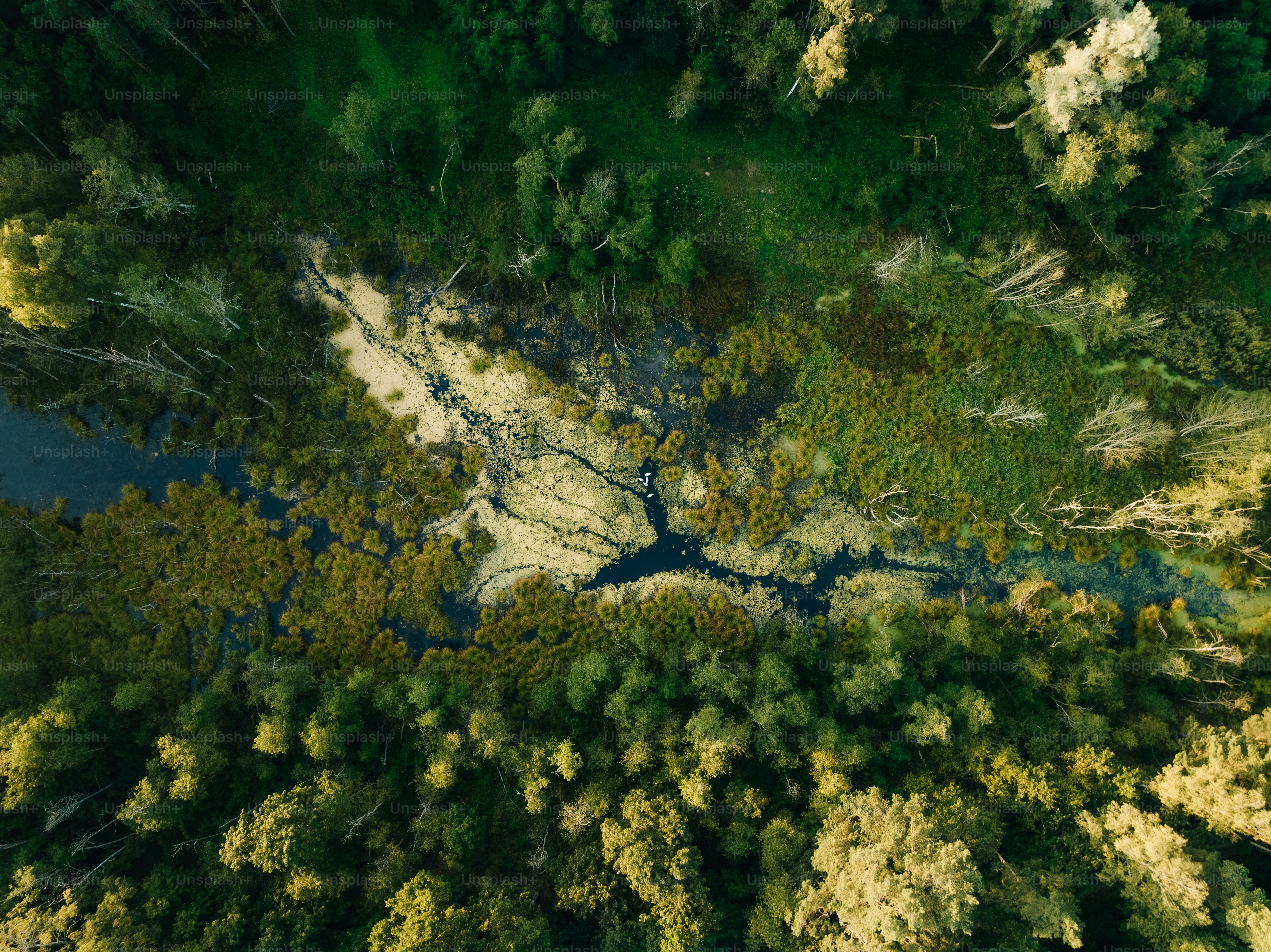 an aerial view of a river running through a forest
