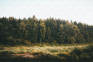 a grassy field with trees in the background