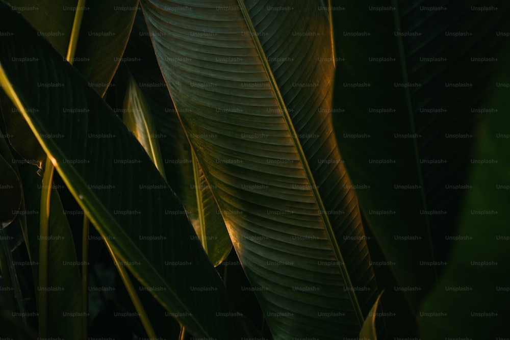 a close up of a large green leaf