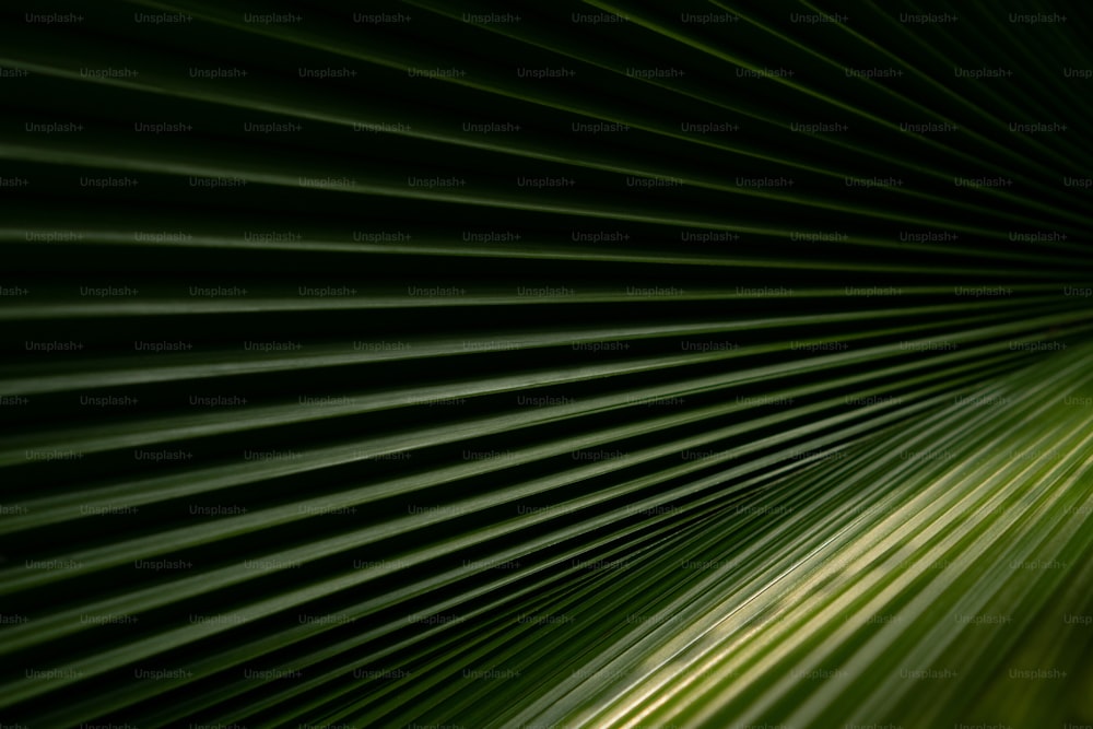 a close up of a green palm leaf