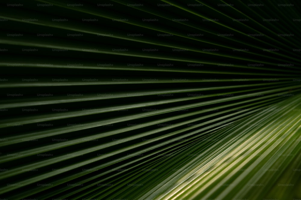 Un primer plano de una hoja de palma verde