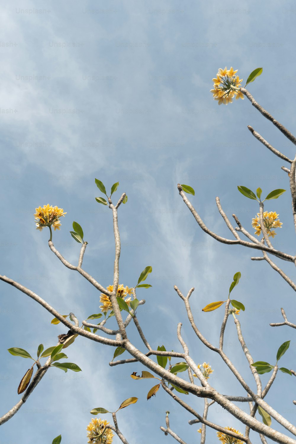 푸른 하늘을 배경으로 노란 꽃과 나뭇잎이 있는 나무