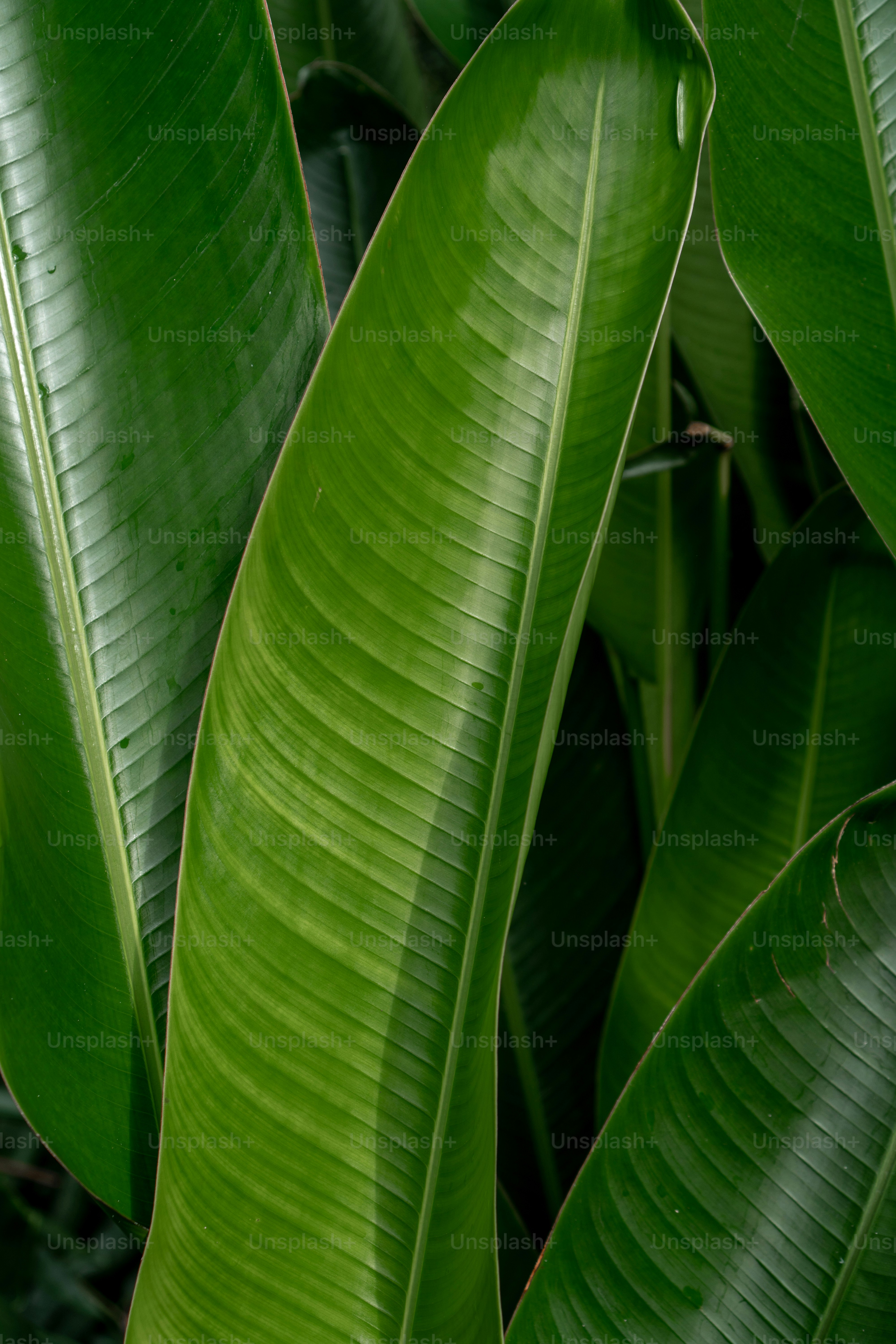 Un primer plano de una planta de hoja verde