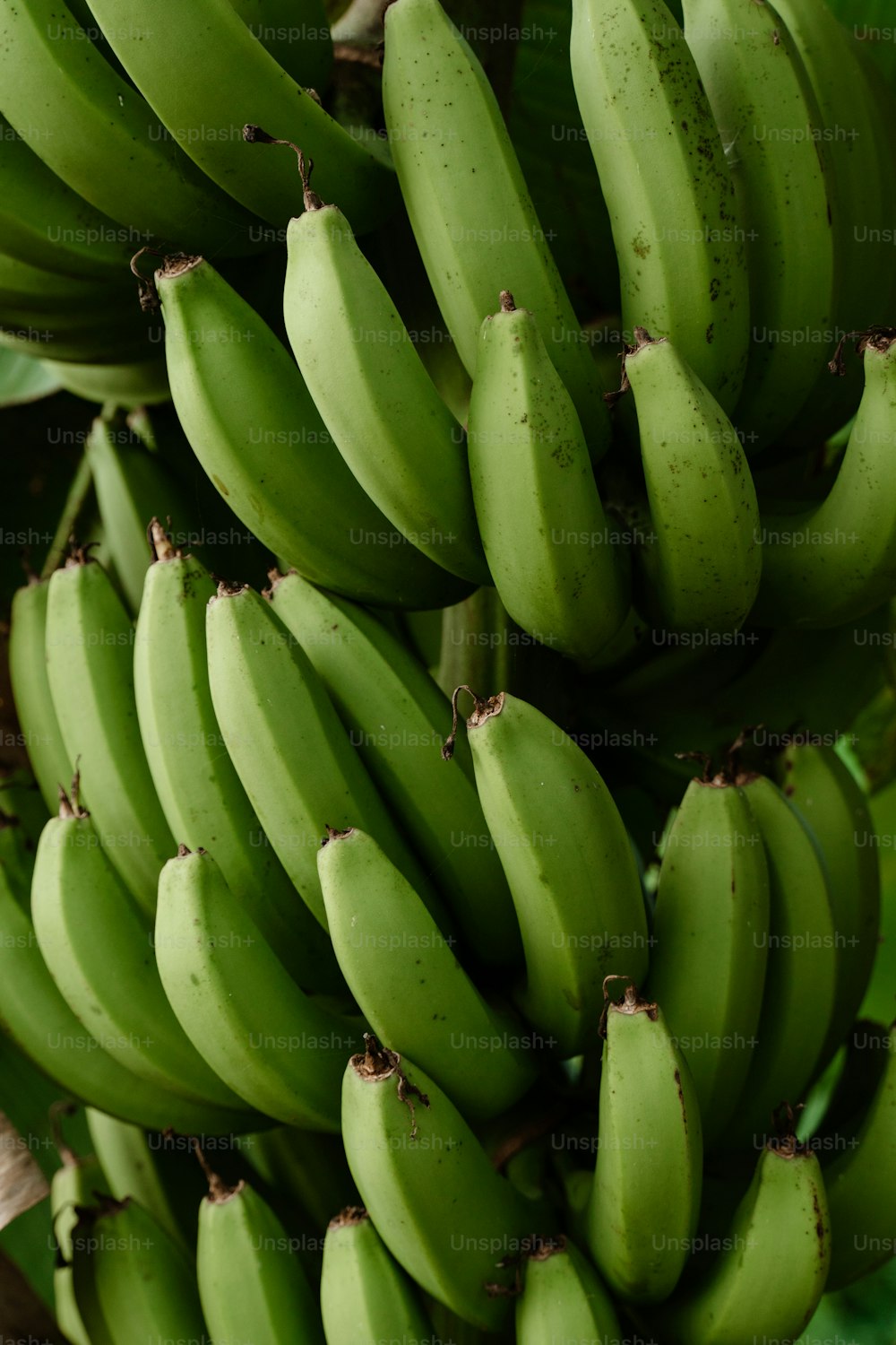 Un manojo de plátanos verdes colgando de un árbol