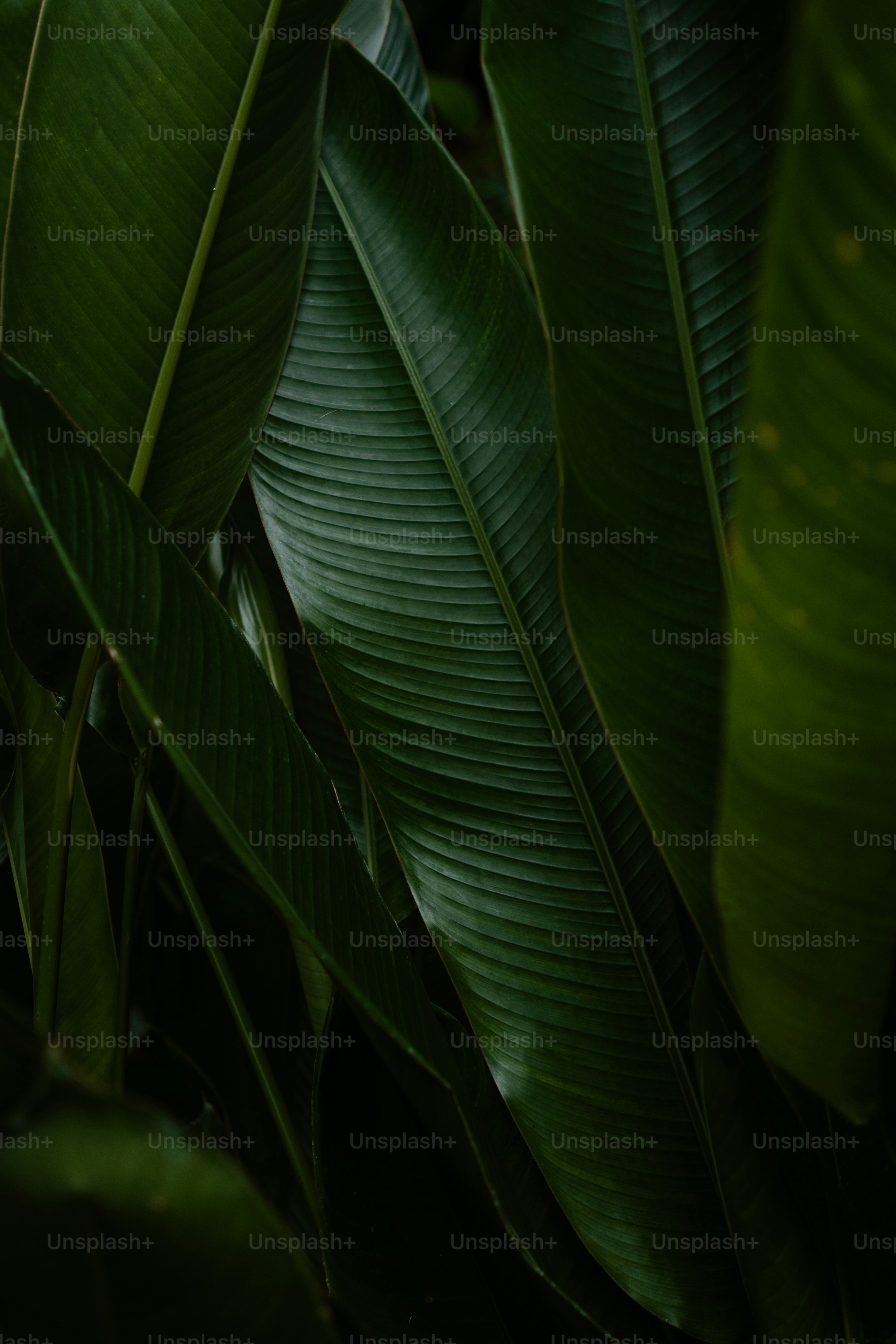 premium_photo-1663954864705-29b141aa5327?ixid=M3wxMjA3fDB8MXxzZWFyY2h8MTd8fHBvbWF1bml2ZXJzaXR5Lm9yZ3xlbnwwfHx8fDE3NTQ5MTg2NDl8MA\u0026ixlib=rb-4.1.0
