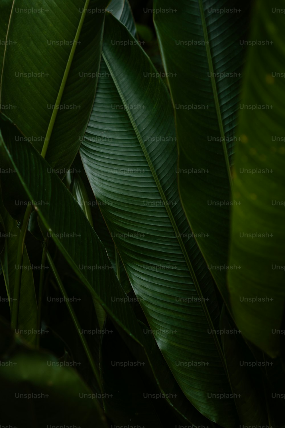 녹색 잎을 가진 바나나 식물의 클로즈업