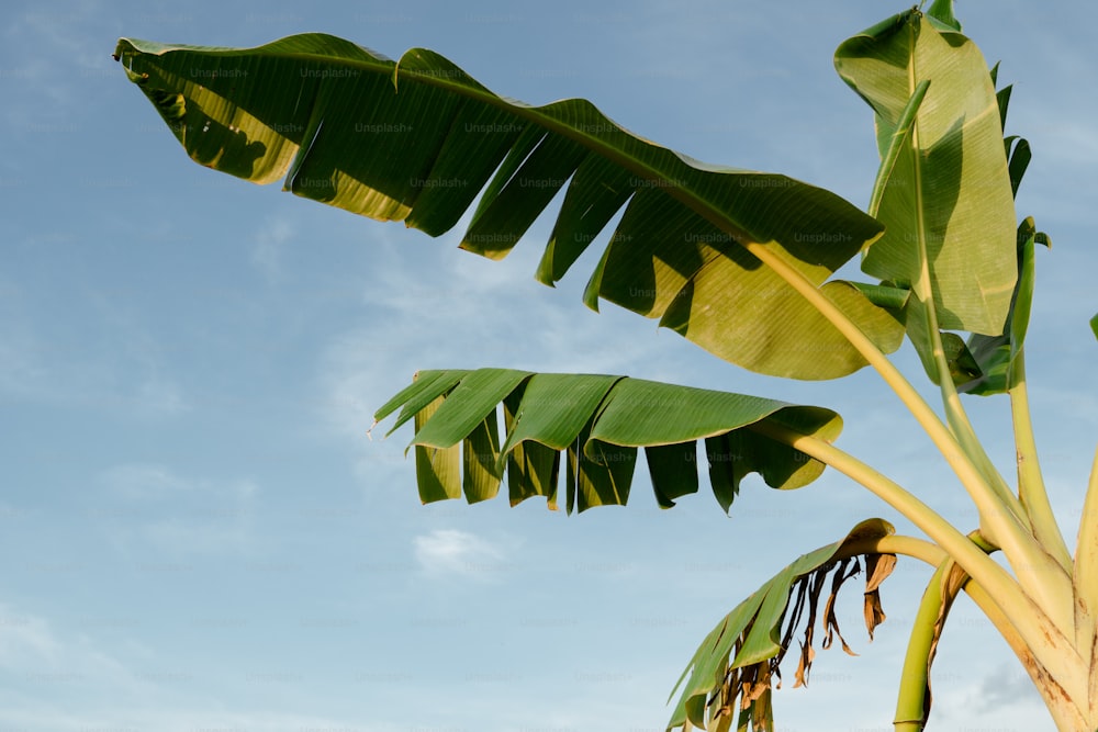 a large green banana tree with a blue sky in the background