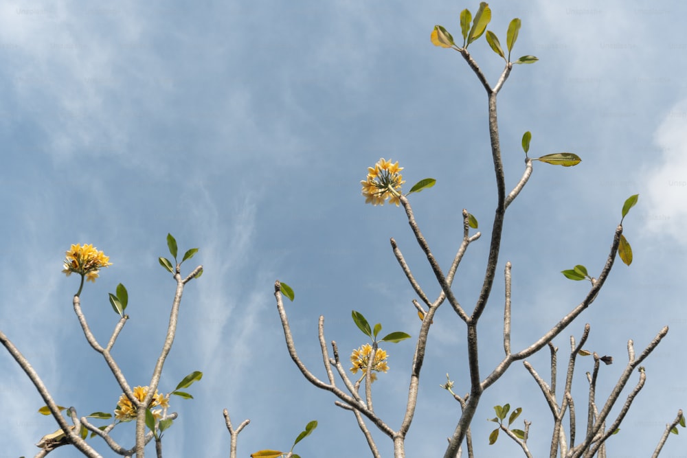 a tree with yellow flowers and green leaves