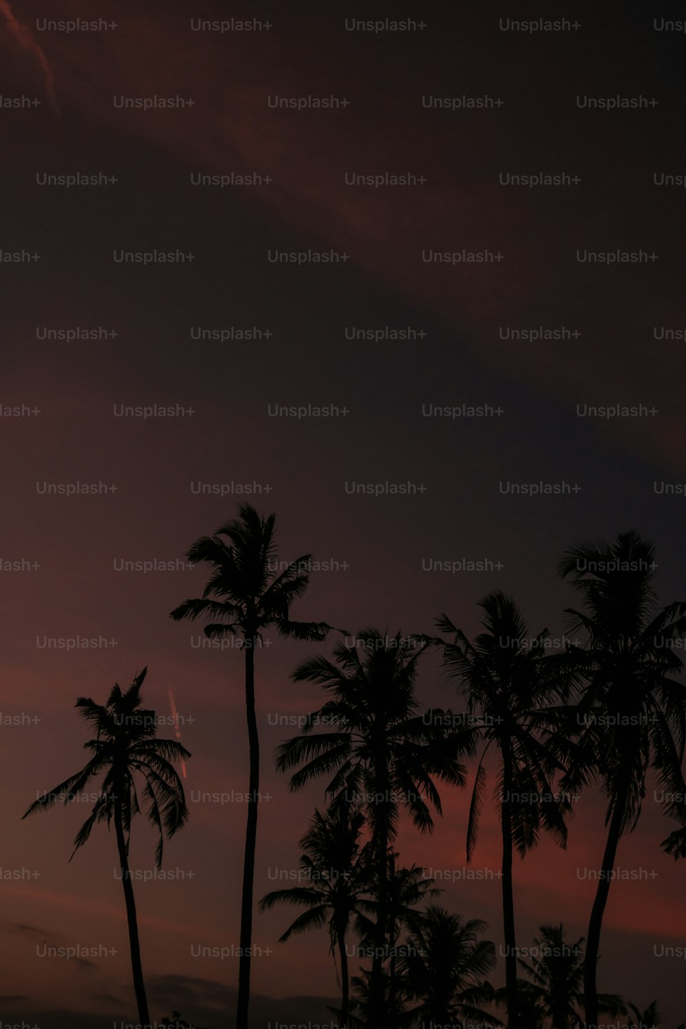 a group of palm trees under a cloudy sky