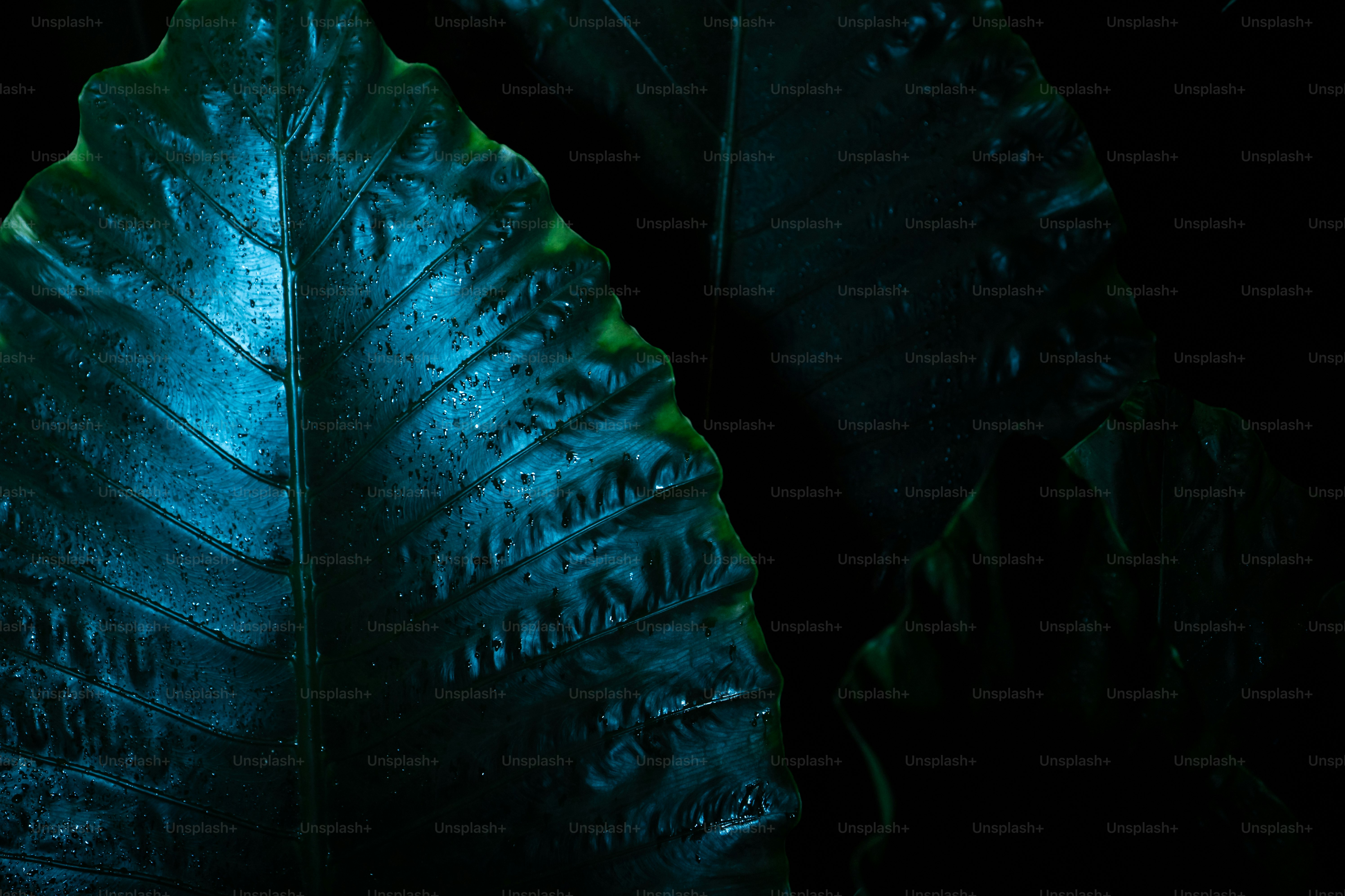 una hoja verde con gotas de agua