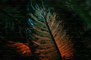 a close up of a green leaf on a table