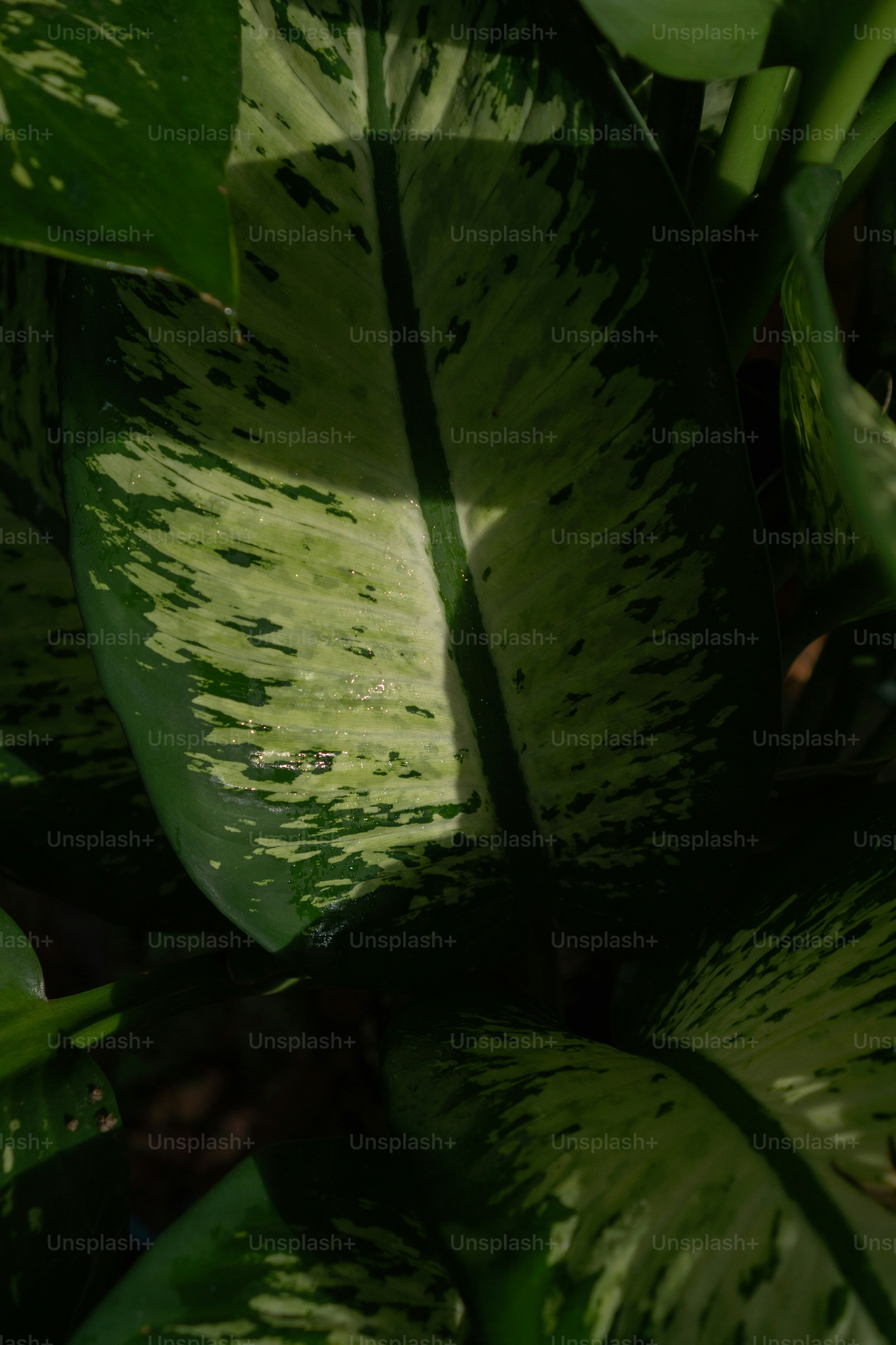 Un primo piano di una pianta verde con molte foglie