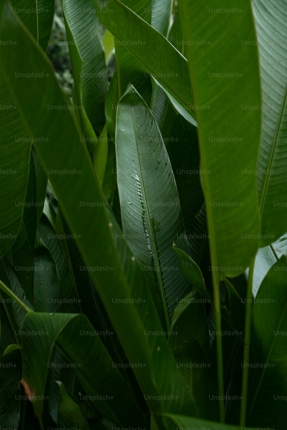 a banana tree with lots of green leaves
