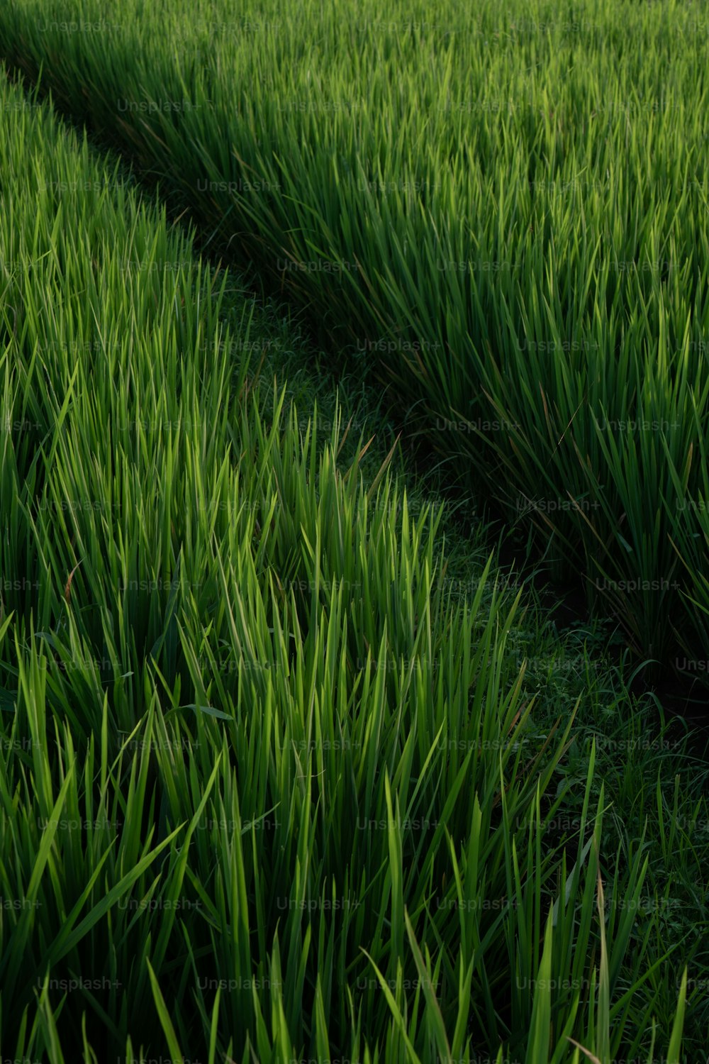 Un campo di erba verde è mostrato in primo piano