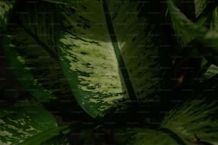 大きな緑の葉の接写