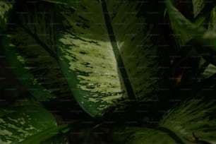 a close up of a large green leaf