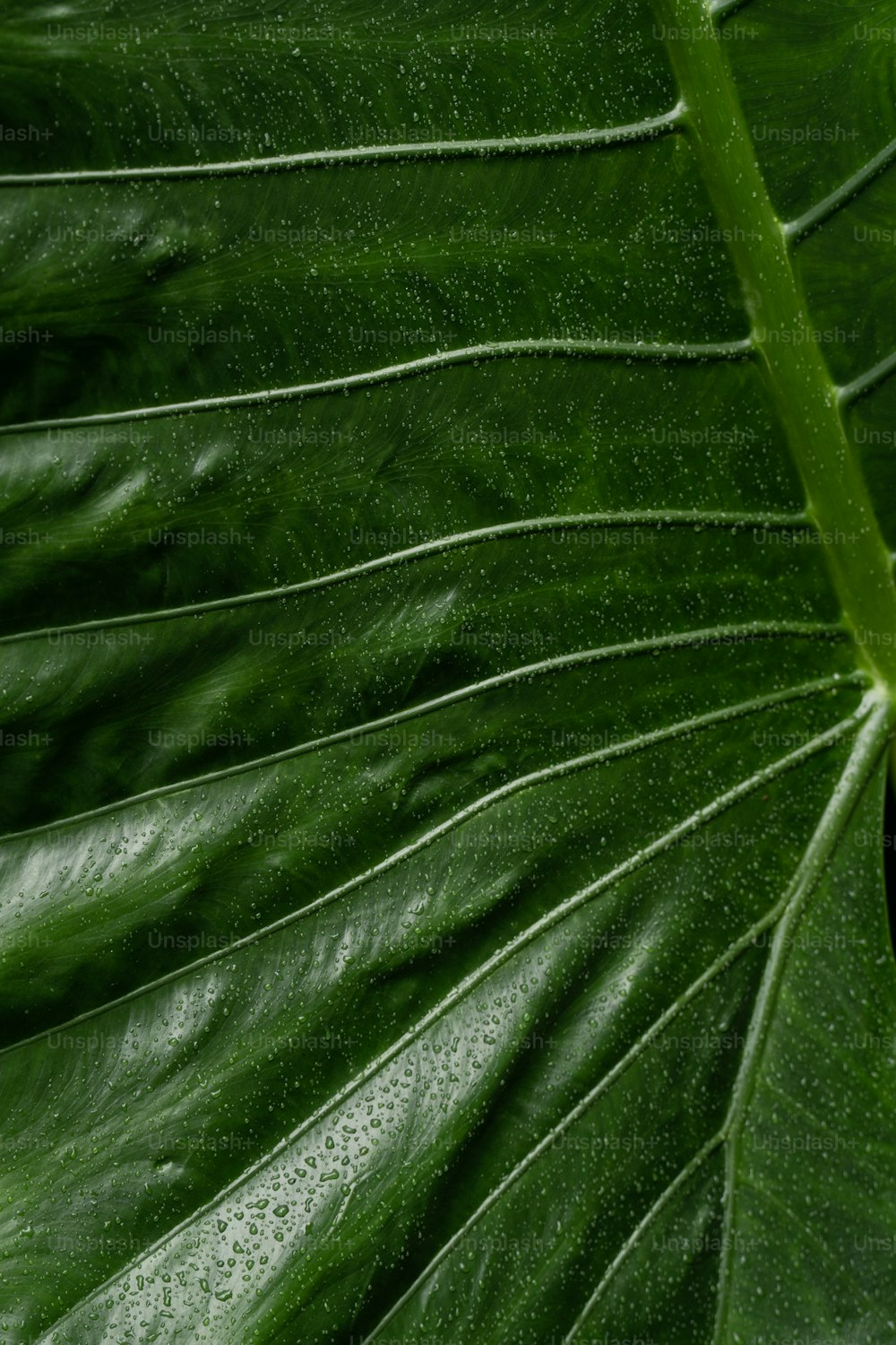 a green leaf with drops of water on it