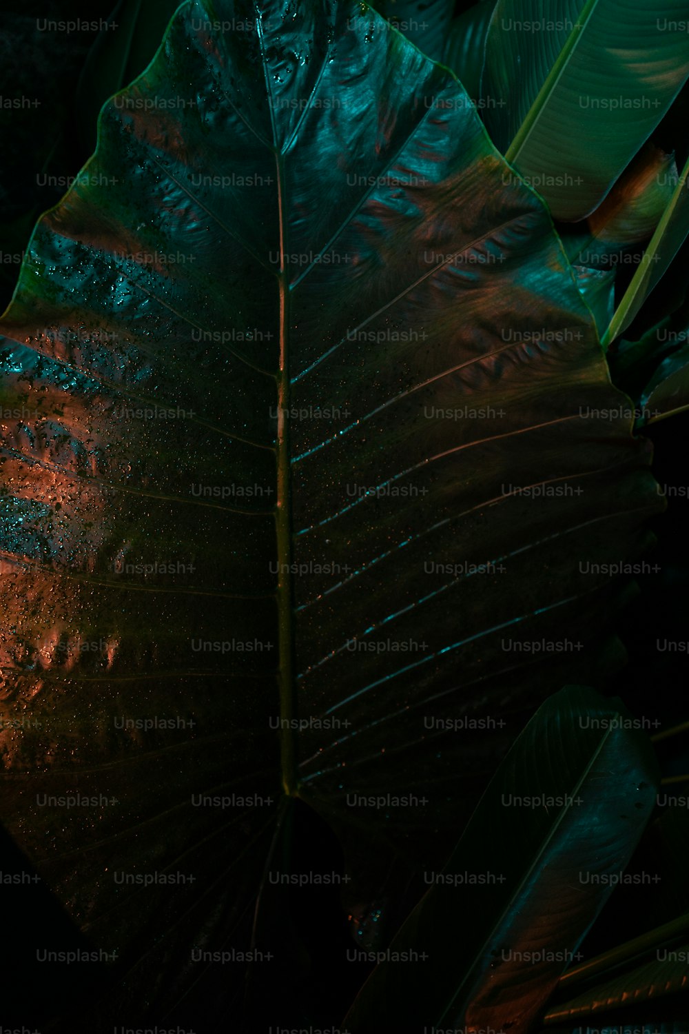 a close up of a large leaf with a red light on it