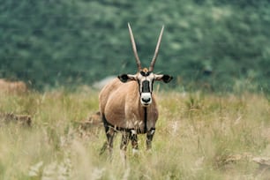 Gemsbok, Oryx gazella, desierto verde con hierba alta después de la temporada de lluvias. Safari de vida silvestre en el Parque Nacional de Pilansberg, Sudáfrica