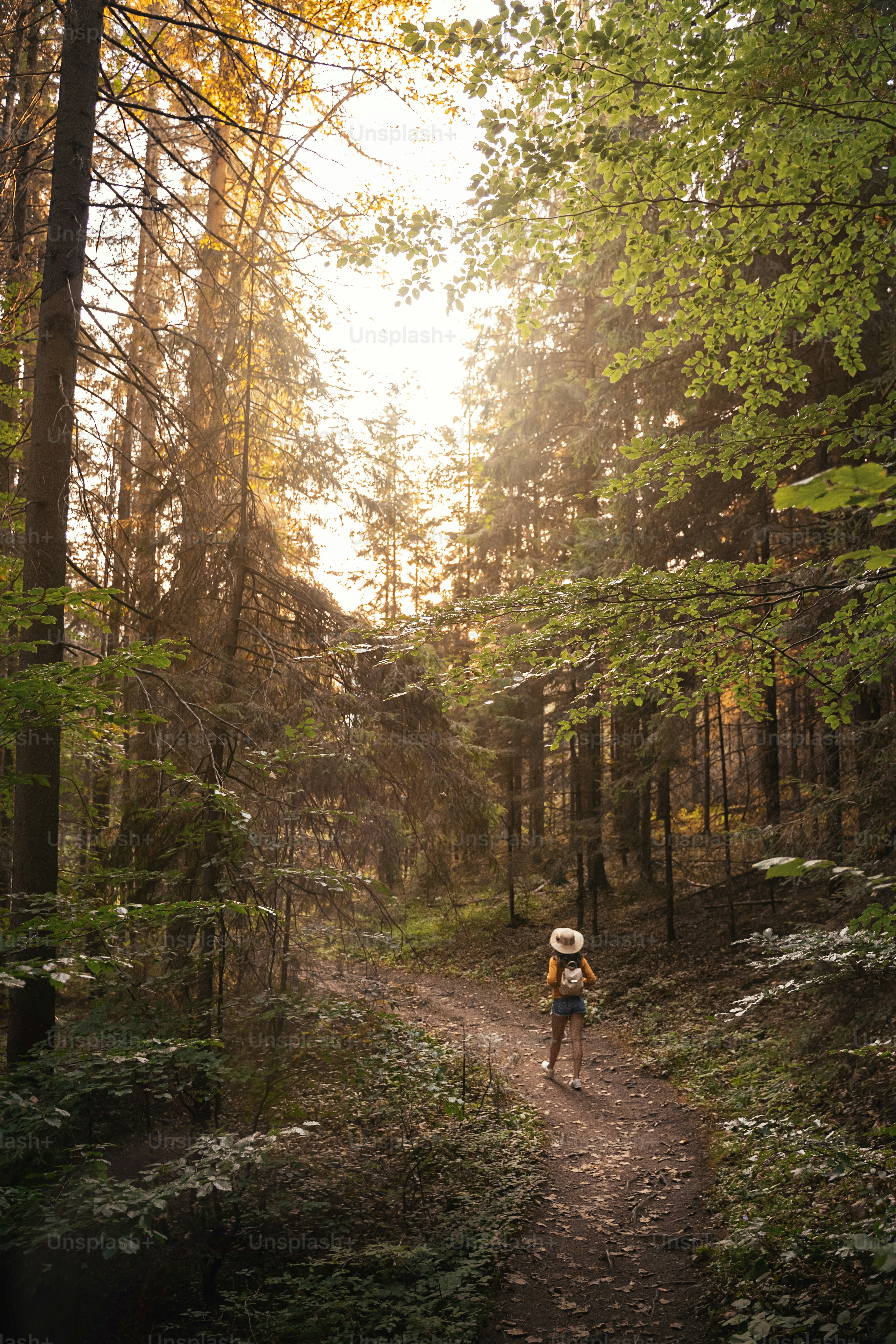 Back view of a young hiker woman on the woods