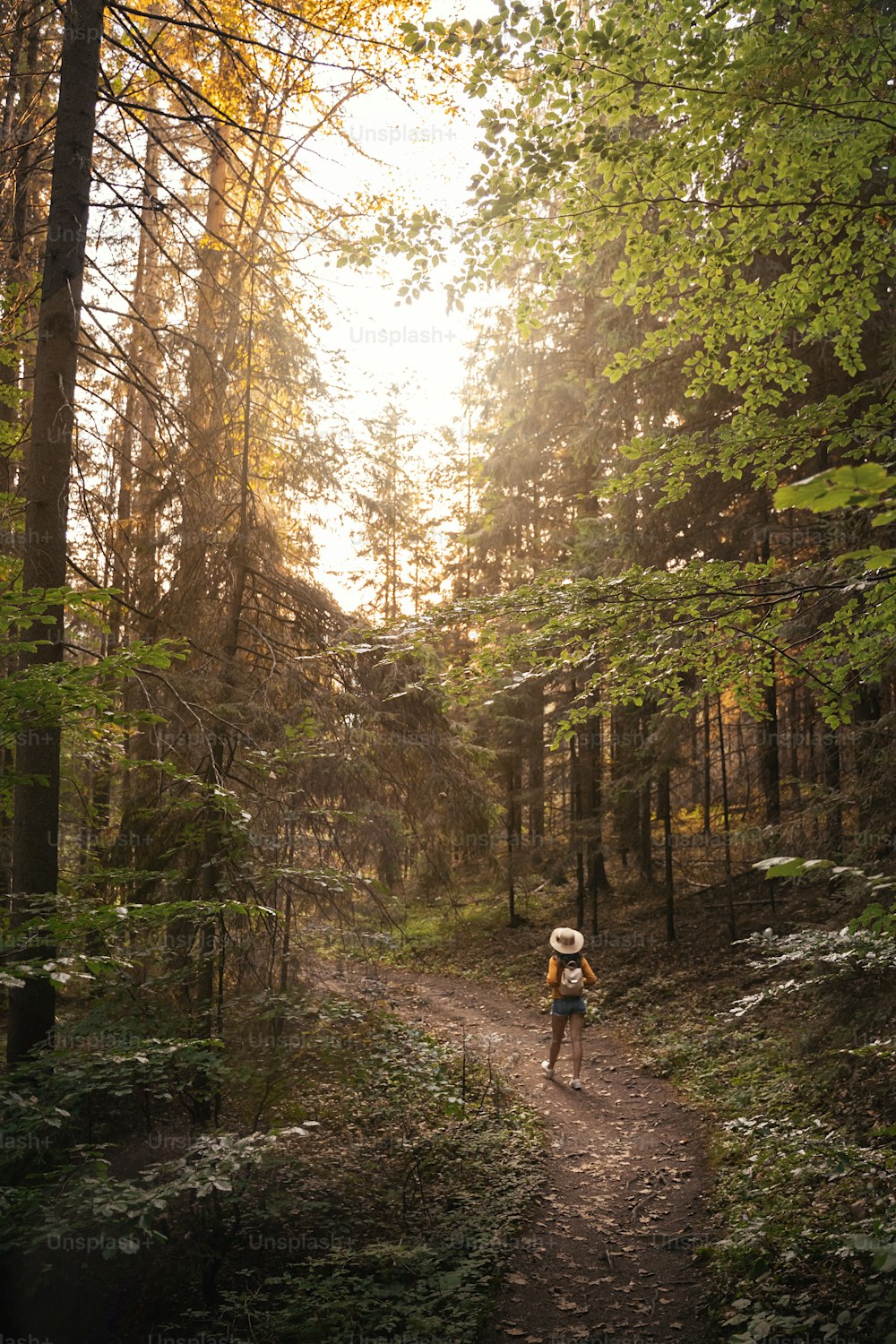 Vista traseira de uma jovem mulher caminhante na floresta