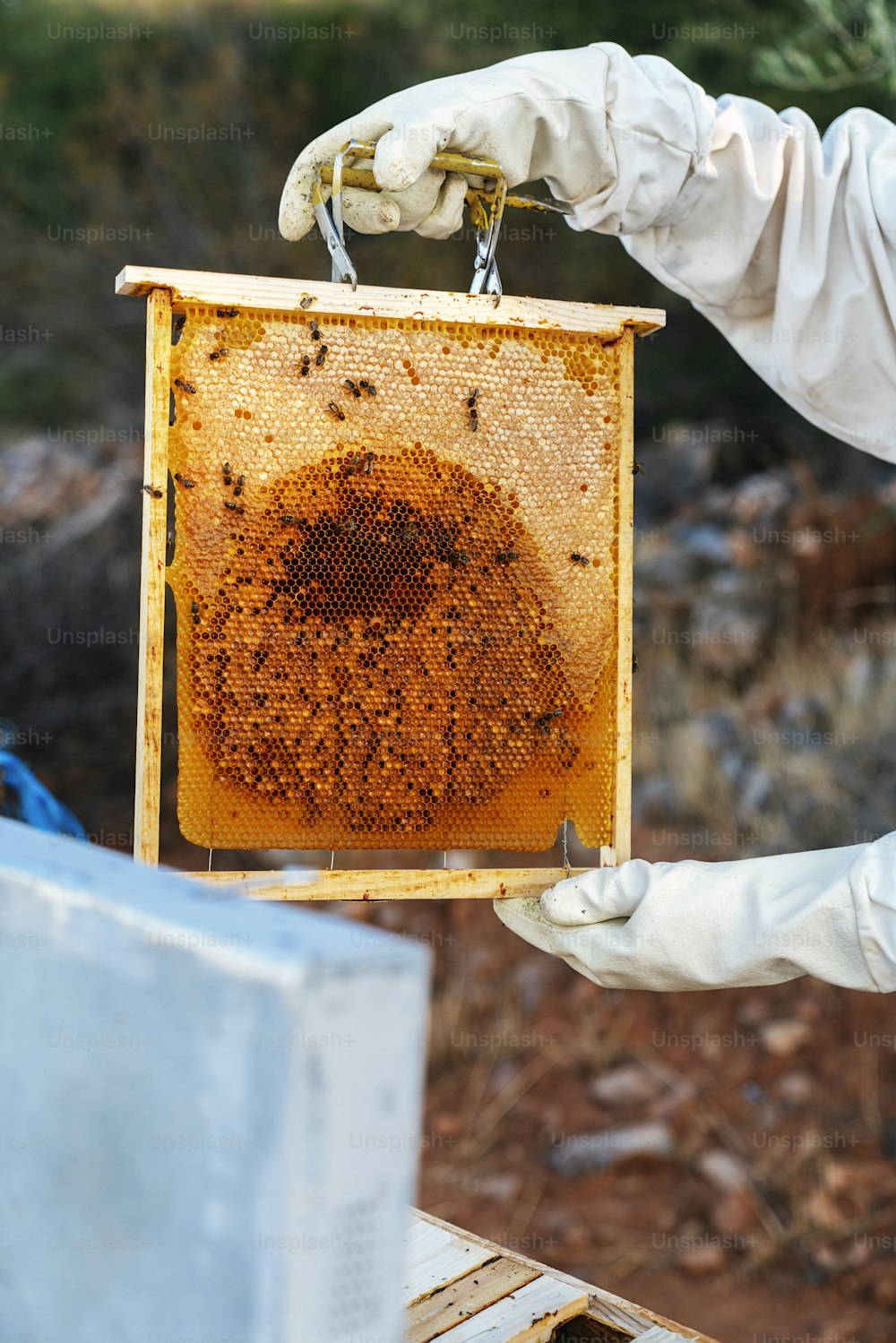 Beekeeper working collect honey. Beekeeping concept