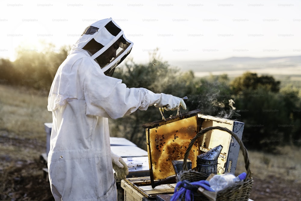 Apicultor trabajando recolectando miel. Concepto de apicultura