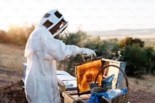 Beekeeper working collect honey. Beekeeping concept