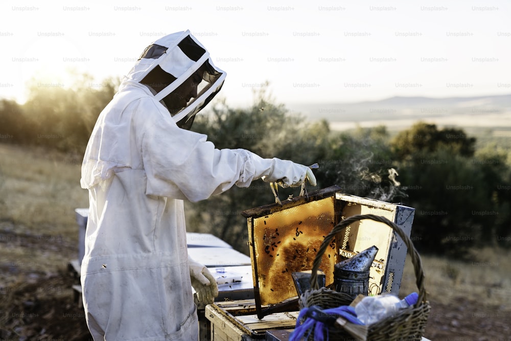 Beekeeper working collect honey. Beekeeping concept