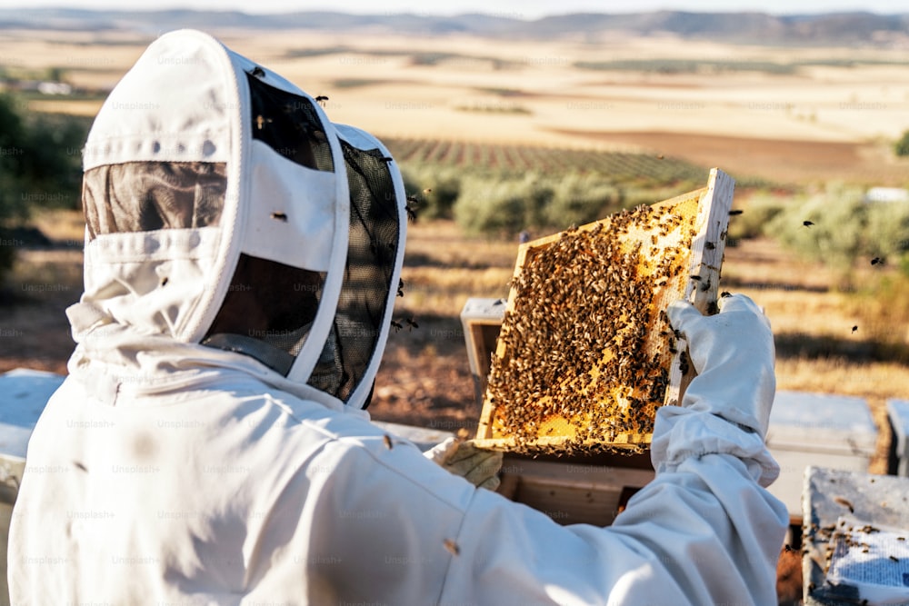Apicultor trabajando recolectando miel. Concepto de apicultura
