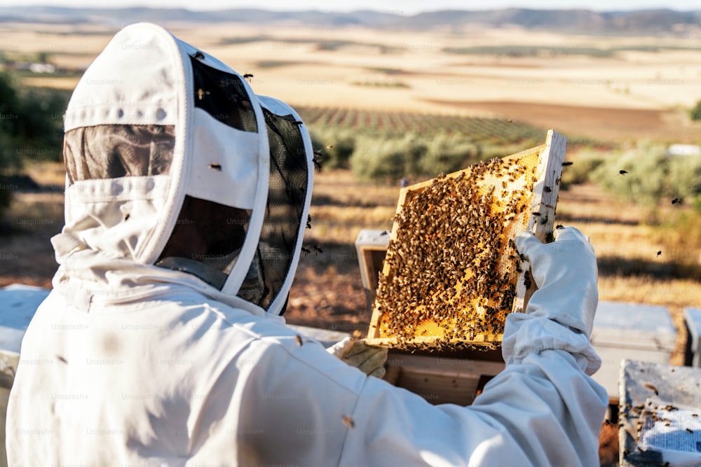 Beekeeper working collect honey. Beekeeping concept