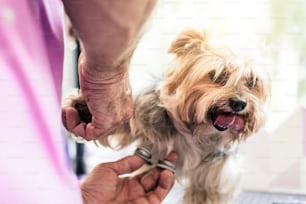 Toelettatura di un cagnolino in un salone di parrucchiere per cani.