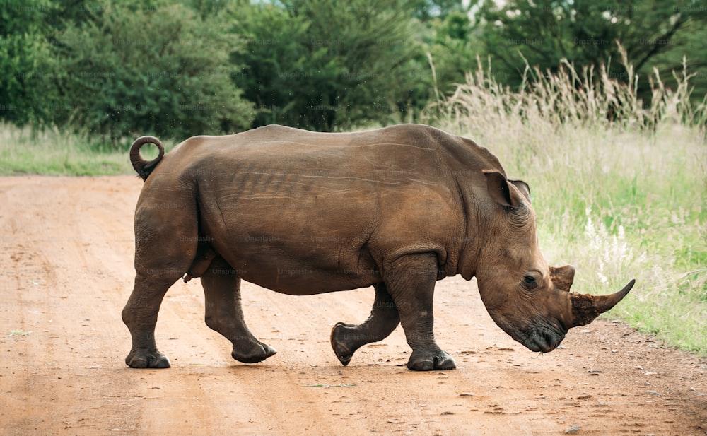 Image en gros plan d’un rhinocéros blanc marchant sur un chemin dans le Pilansberg, Afrique du Sud