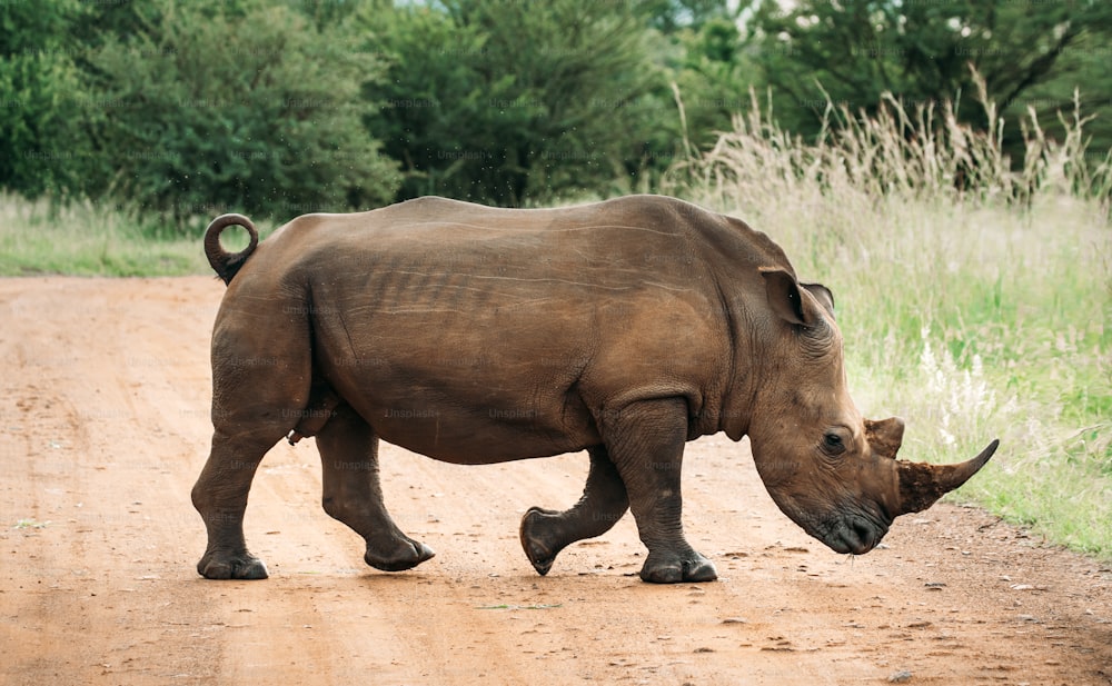 Close up image of a white rhinoceros walking across a path in the Pilansberg, South africa