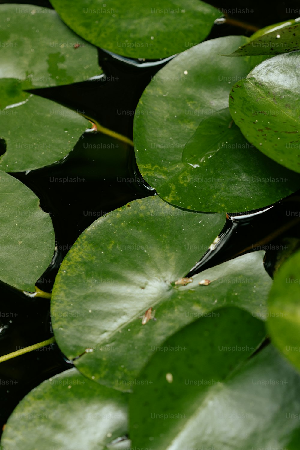 a close up of a bunch of water lilies