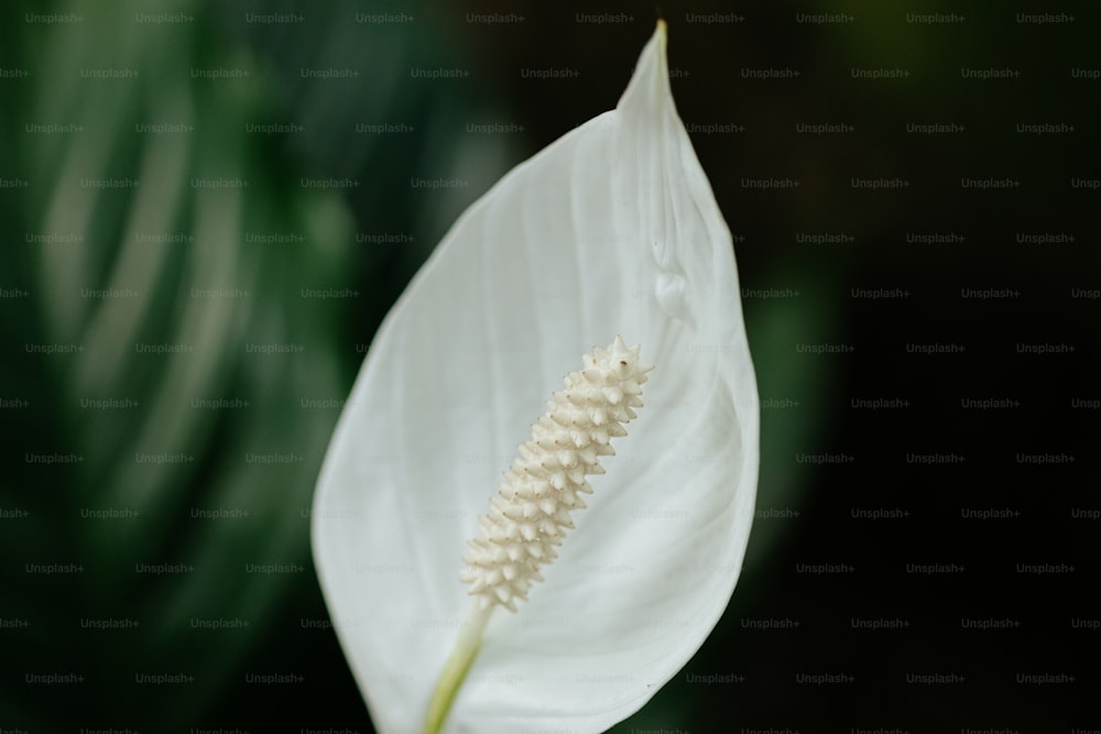 a close up of a white flower with green leaves in the background