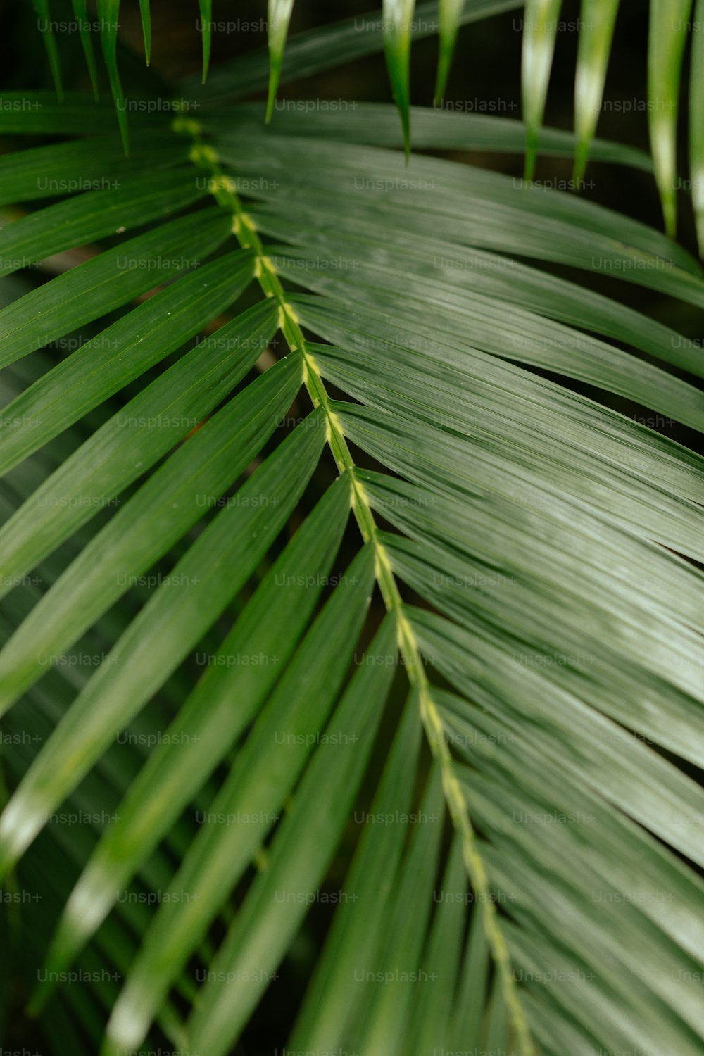 Un primer plano de una hoja verde de una palmera