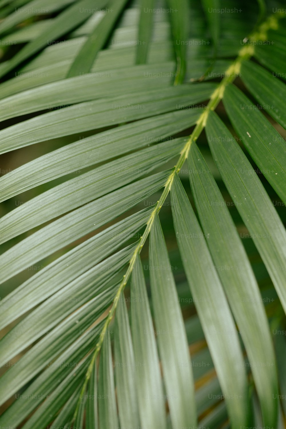 Gros plan d’une feuille verte d’un palmier