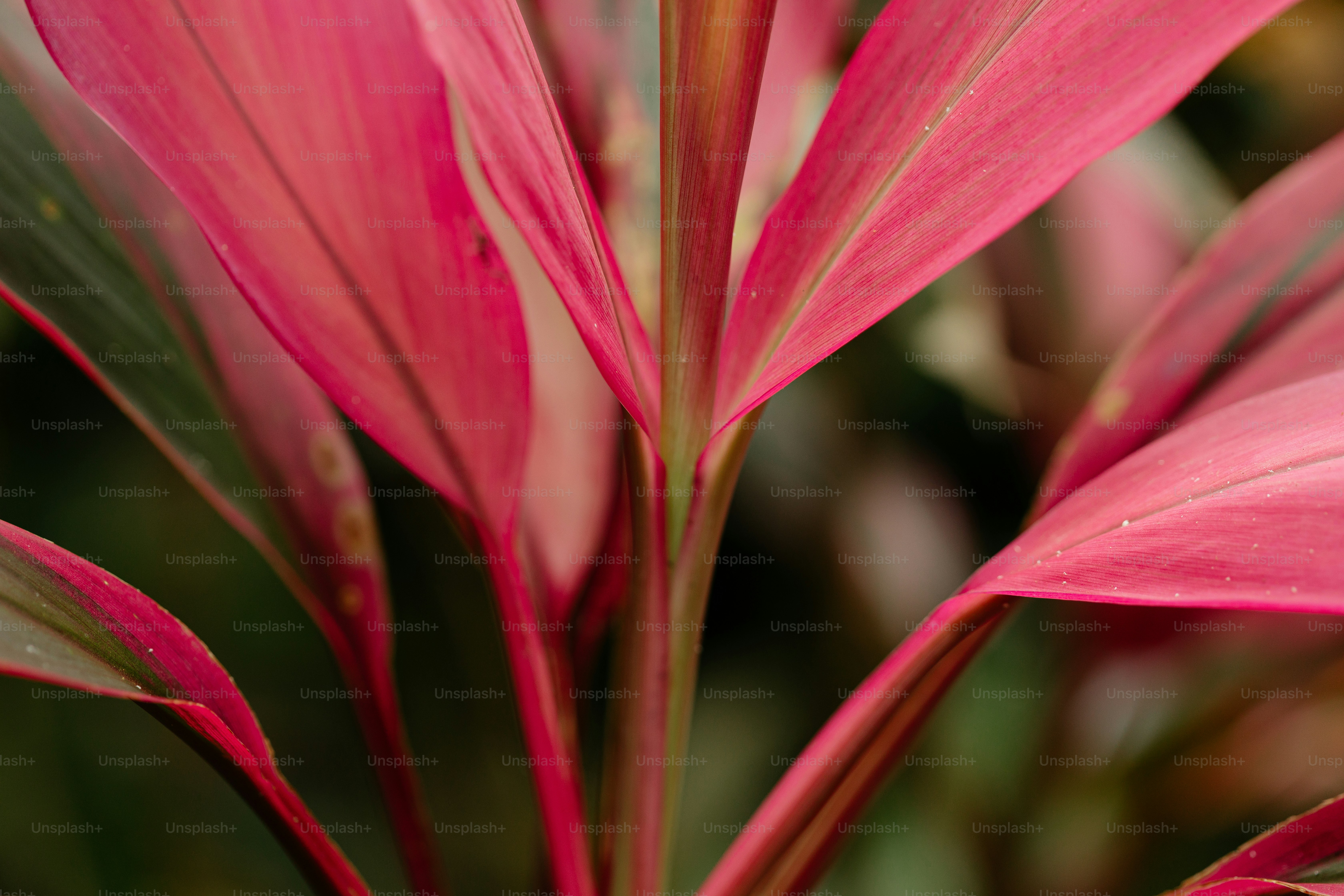 a close up of a pink flower with green leaves