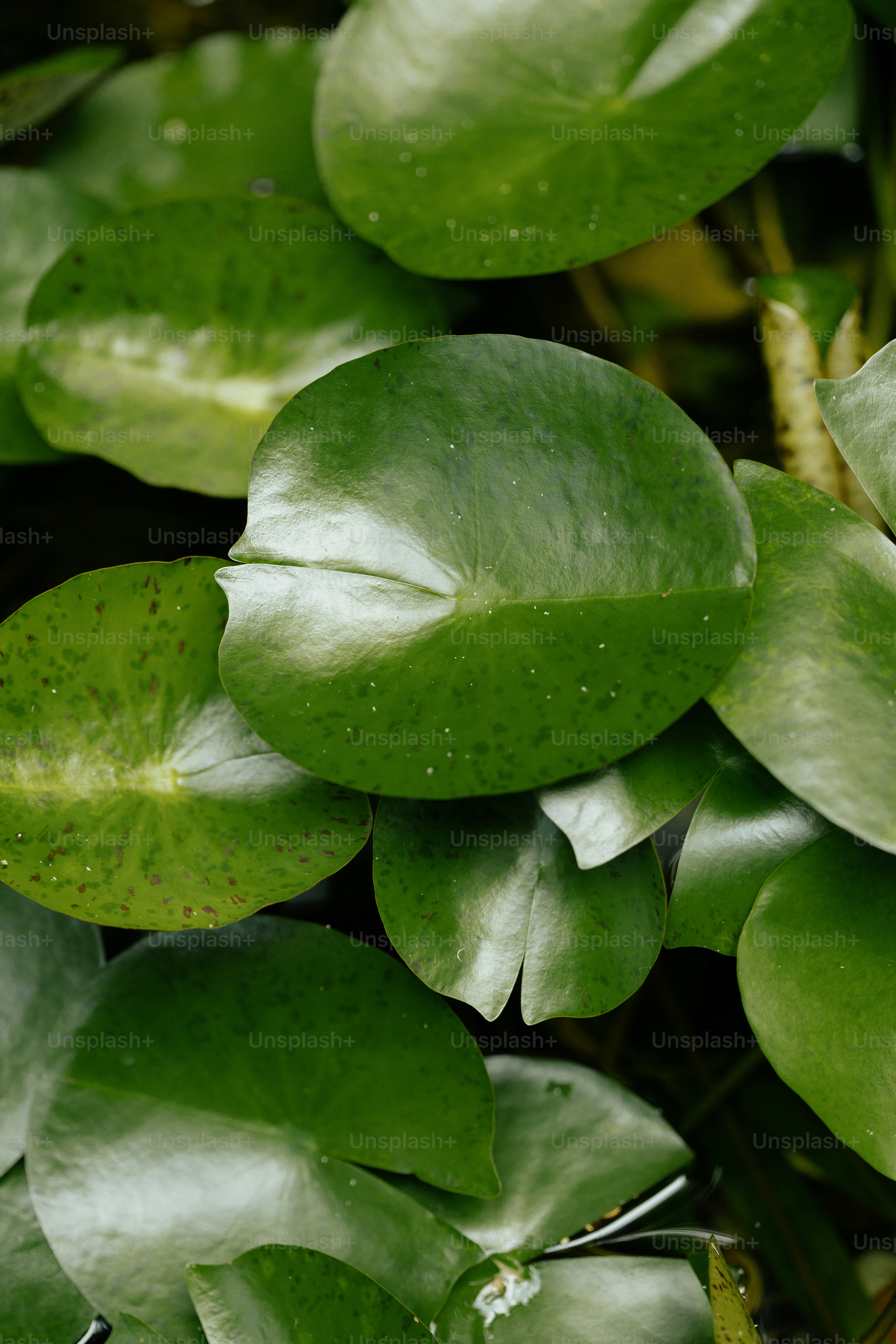 a close up of a green plant with leaves