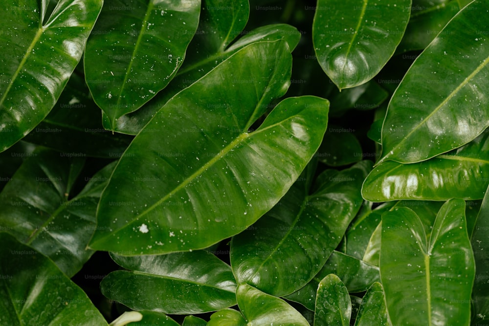 un gros plan d’une plante à feuilles vertes avec des gouttes d’eau dessus