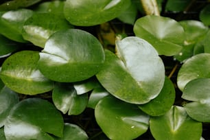 a close up of a bunch of green leaves