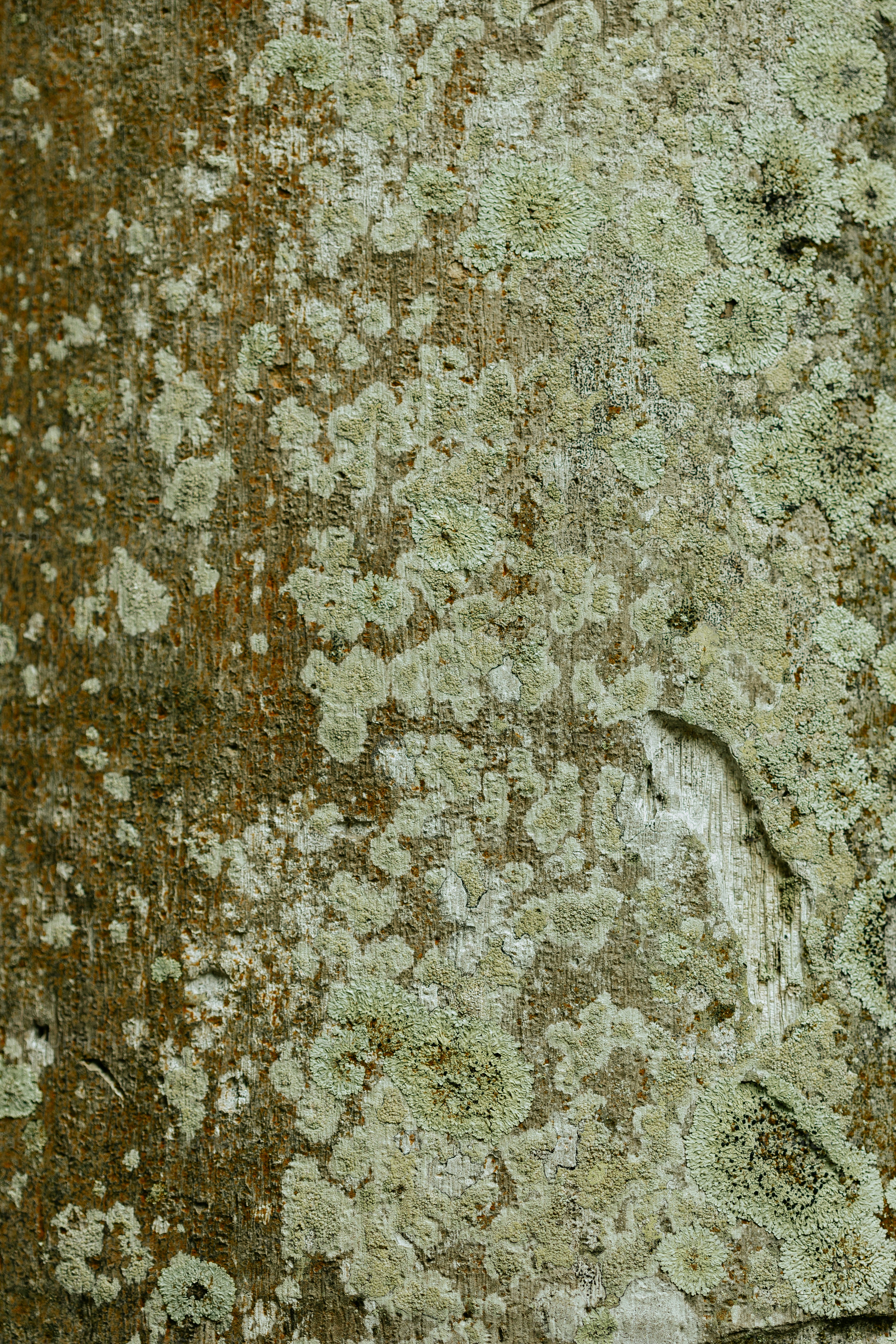 a close up of a piece of wood with lichen on it